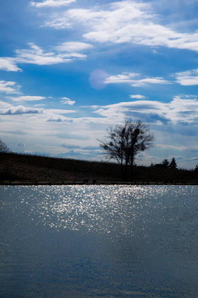 Tree silhouette by the lake at the cloudy sunset