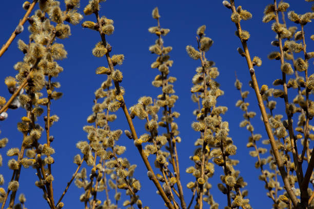 istock Pussy willow catkins branches against the blue sky 2127361246