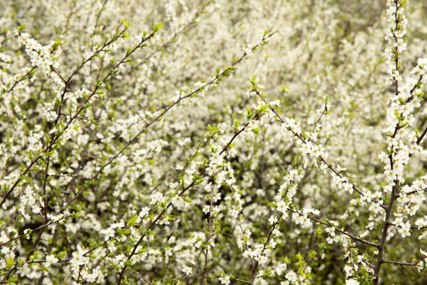 Branch of a white blossoming tree in a spring garden with sunlights