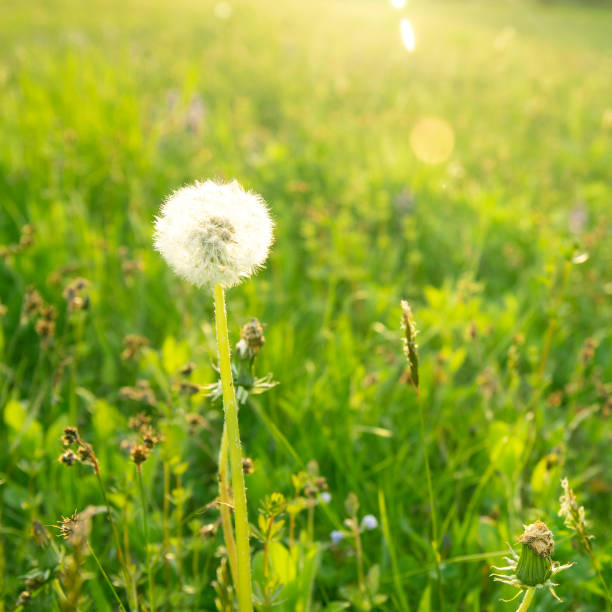 White dandelion flower in green grass a sunny morning with sunlights
