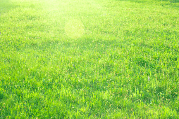 The green bokeh background reflects the morning sun.