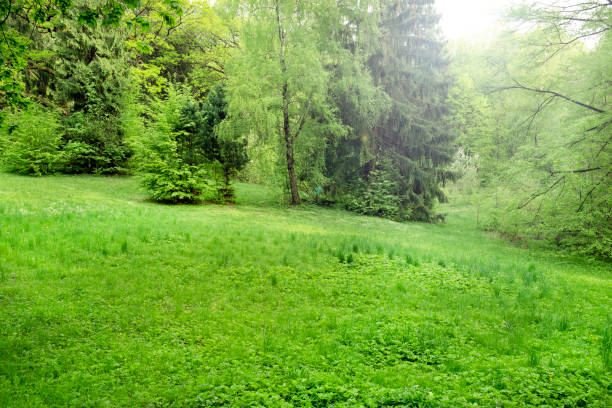Morning light in spring park with green grass beam