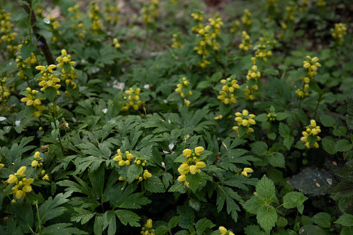 Yellow archangel plant Lamium galeobdolon with yellow flowers growing in spring a forest