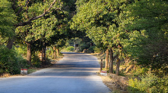 isolated tarmac road through green forests at afternoon from flat angle