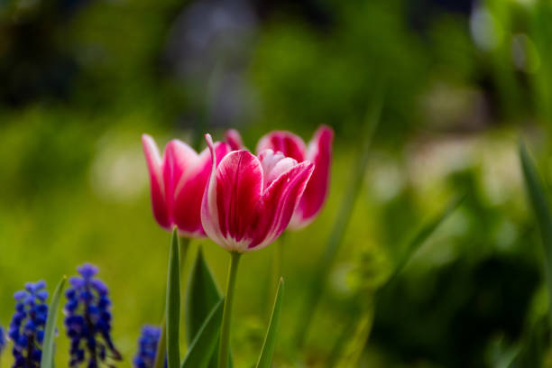Tulips in a garden