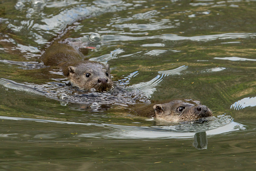 Otter family swimming in a river