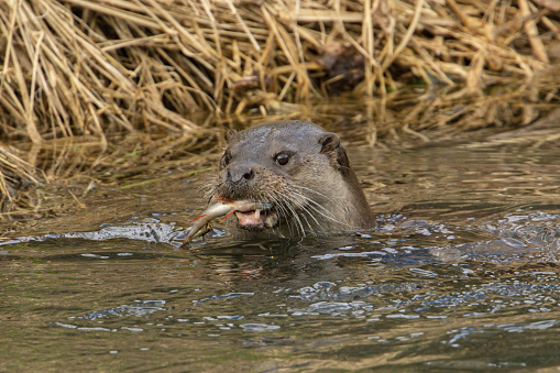 Mother Otter with fish