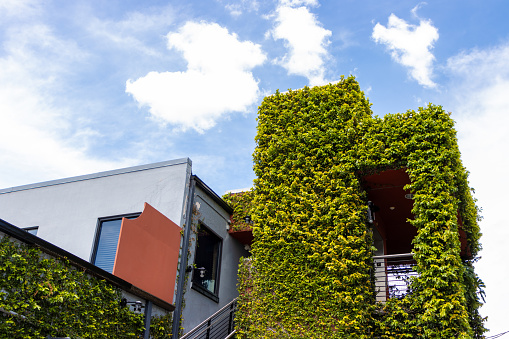 A living building covered by leafy vines against a sky.
