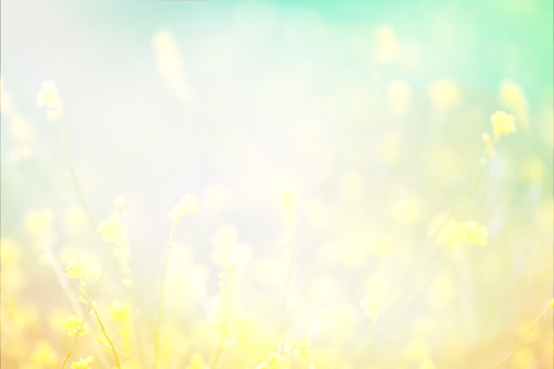 Beautiful yellow field with wildflowers. Spring Abstract Background