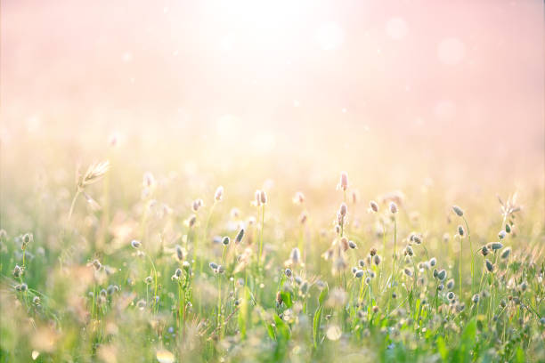 Spring flower field. Summer meadow background. Summer background. Blooming grasses under the rays of the setting sun