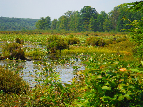Black Moshannon State Park is home to Bogs, Marshes, Wetlands and a Beautiful Lake