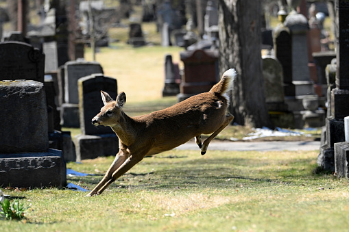Alert urban Wildlife a photograph of a White-tailed Deer running in a cemetery