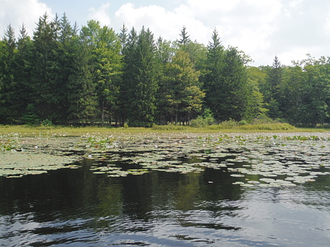 Black Moshannon State Park is home to Bogs, Marshes, Wetlands and a Beautiful Lake