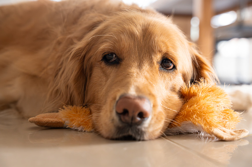 A thoughtful golden retriever dog lying on the floor, resting its head affectionately on its favorite stuffed toy. The dog's cute expression and thoughtful posture exude comfort and relaxation