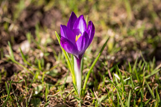 istock Spring background with Flowering violet Crocuses flowers in Early Spring 2127481402
