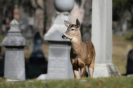 Alert urban Wildlife a photograph of a White-tailed Deer in a cemetery looking around