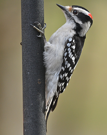 Full length side view of male downy woodpecker on feeder pole, showing its red head spot (absent in the female), striking black-and-white plumage, zygodactyl toes (two in front, two in back), and stiff tail used to prop up the body. Taken in Connecticut, late winter/early spring.