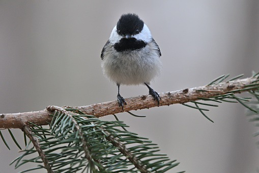 Though the black-capped chickadee has no head crest compared to the related tufted titmouse, it may raise its cap feathers -- out of curiosity, alarm or aggression -- to give the impression of a crest. Taken in Connecticut.