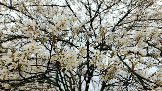 Amelanchier laevis blooming to signify the start of Spring. Delicate white flowers contrast the dark branches of the tree.