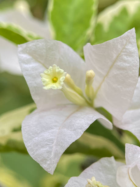 istock Paper flowers 2127502186