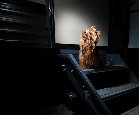 Yorkie waiting on the steps of a camping trailer
