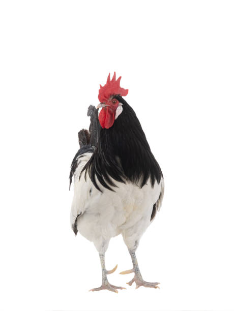 istock rooster lakenfelder isolated on white background 2127516096