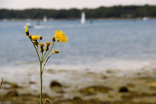 Close up of a dandelion, shallow depth of field with Chichester Marina in West Sussex in the background