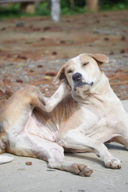 istock Male stray dog is lying down scratching his head 2127528498