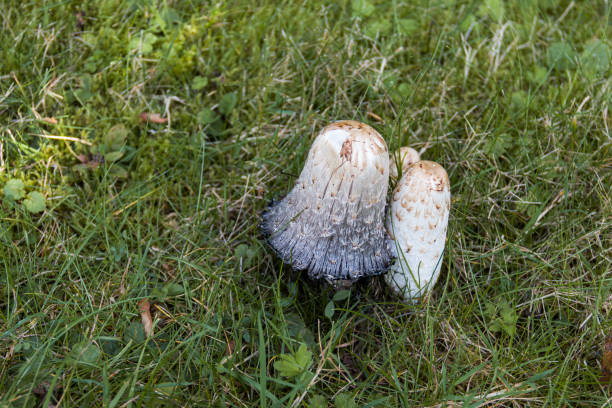 Shaggy inkcap mushrooms are edible when young (if due care is taken)