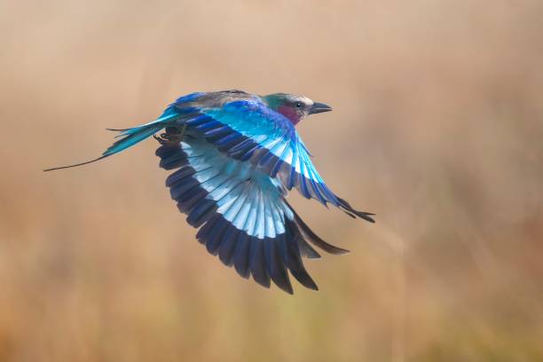 istock Colors in flight - A lilac breasted roller in flight with wonderful background in Tarangire National Park – Tanzania 2127557614