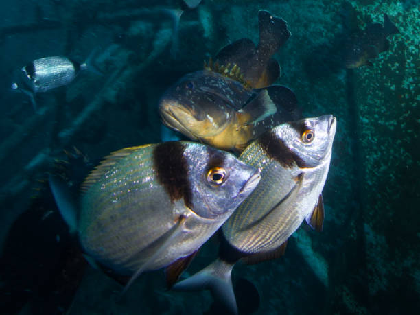 istock Groupers and sea breams 2127565441
