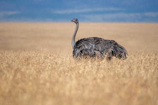 A female ostrich in the plains, with African savannah landscape in the Masai Mara National Park – Kenya