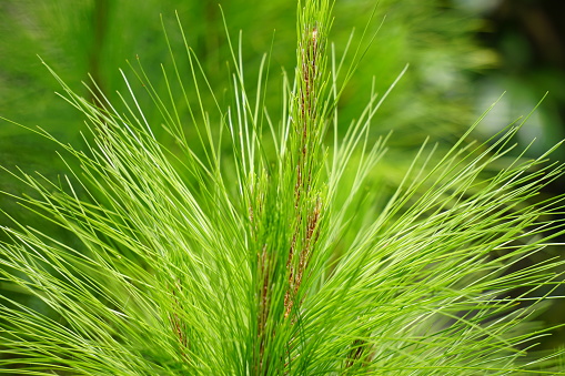 Pine leaves with a natural background