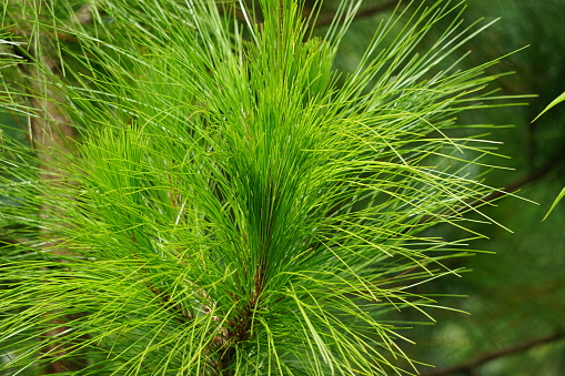 Pine leaves with a natural background
