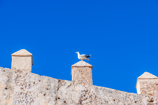 Denia, Alicante - Spain - 12-22-2023: Seagull standing on the sunlit ancient battlements of a castle with clear blue sky