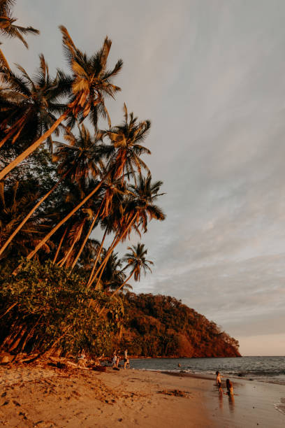 istock Palm trees on the beach at golden hour 2127594808