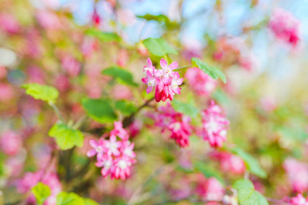 bush with clusters of pink flowers, spring blooming garden. natural background, gardening, ornamental shrub
