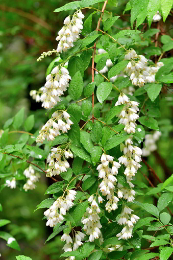 Deutzia scabra, commonly called fuzzy deutzia, is an upright, somewhat coarse, deciduous shrub that typically grows 6-10’ tall with spreading to arching branches that form a rounded crown. It is native to Japan. Mature branching is clad with exfoliating brown bark. Tiny, fragrant, star-shaped, white flowers (to 3/4” long) appear in late spring in upright racemose panicles (to 3-6” long) which cover the shrub for about two weeks. ［Missouri　Botanical Garden］