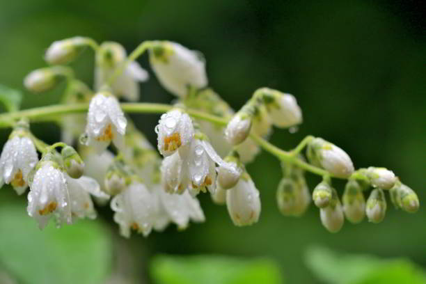 istock Deutzia Scabra / Fuzzy Deutzia: Tiny, Fragrant, Star-shaped, White Flowers from Arching Branches 2127595377