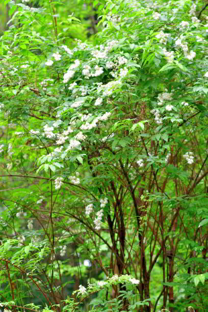 istock Deutzia Scabra / Fuzzy Deutzia: Tiny, Fragrant, Star-shaped, White Flowers from Arching Branches 2127595392