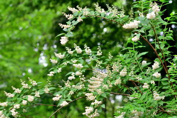 istock Deutzia Scabra / Fuzzy Deutzia: Tiny, Fragrant, Star-shaped, White Flowers from Arching Branches 2127595395