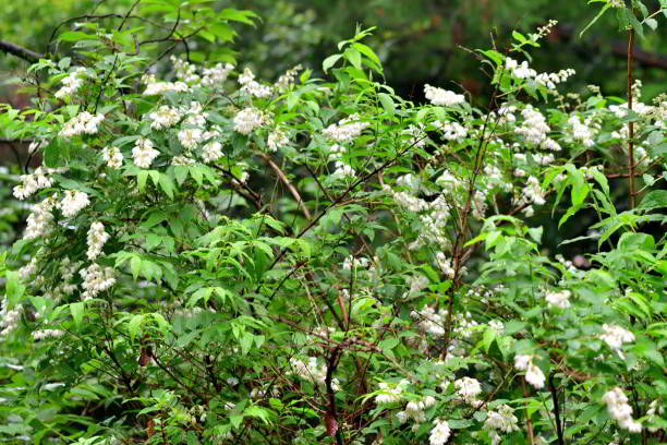 istock Deutzia Scabra / Fuzzy Deutzia: Tiny, Fragrant, Star-shaped, White Flowers from Arching Branches 2127595406