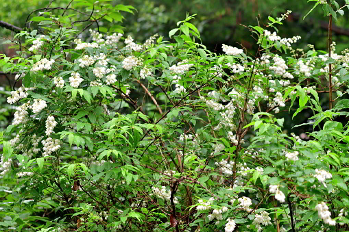 Deutzia scabra, commonly called fuzzy deutzia, is an upright, somewhat coarse, deciduous shrub that typically grows 6-10’ tall with spreading to arching branches that form a rounded crown. It is native to Japan. Mature branching is clad with exfoliating brown bark. Tiny, fragrant, star-shaped, white flowers (to 3/4” long) appear in late spring in upright racemose panicles (to 3-6” long) which cover the shrub for about two weeks. ［Missouri　Botanical Garden］