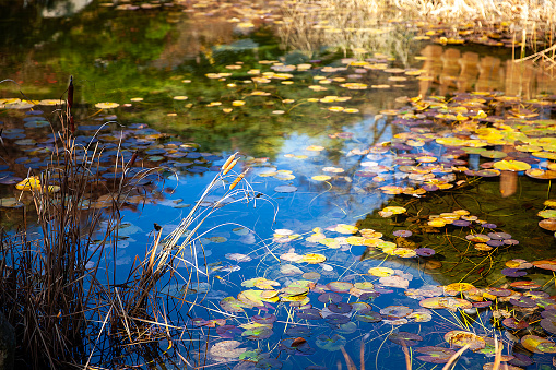 autumn pond