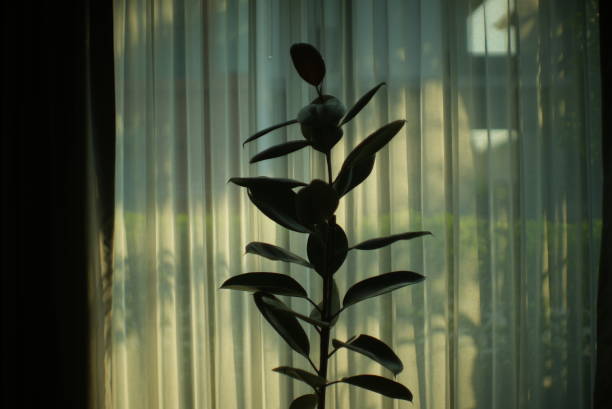 Indian rubber plants purify the air at home.