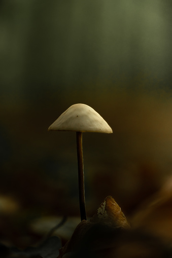 A tiny mushroom emerges from the ground among dry leaves