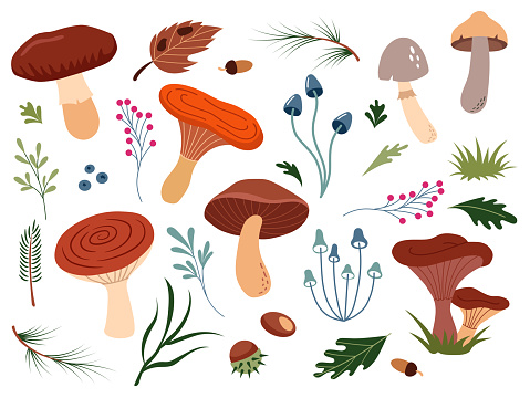 Set of cute forest illustrations mushrooms, berries, chestnuts, pine needles, leaves. Bright botanical poster with plants on white background. Collection of scrapbooking elements, design, patterns, cards.