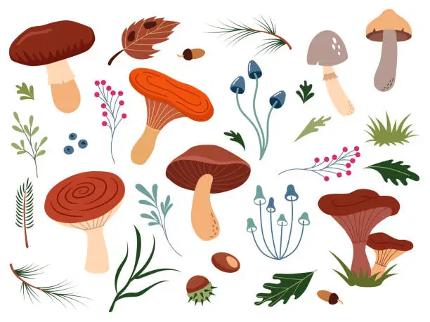 Vector illustration of Set of cute forest illustrations mushrooms, berries, chestnuts, pine needles, leaves. Bright botanical poster with plants on white background. Collection of scrapbooking elements, design, patterns, cards.