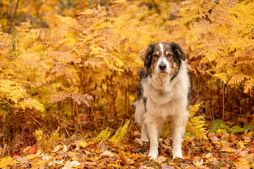 A shepherd mix surrounded by yellow fern fronds in autumn