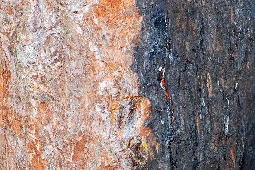 texture of half-burnt wood. burnt pine bark. background. close-up